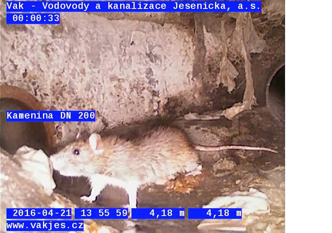 Plánovaná deratizace kanalizační sítě ve dnech 20.–24. dubna 2026